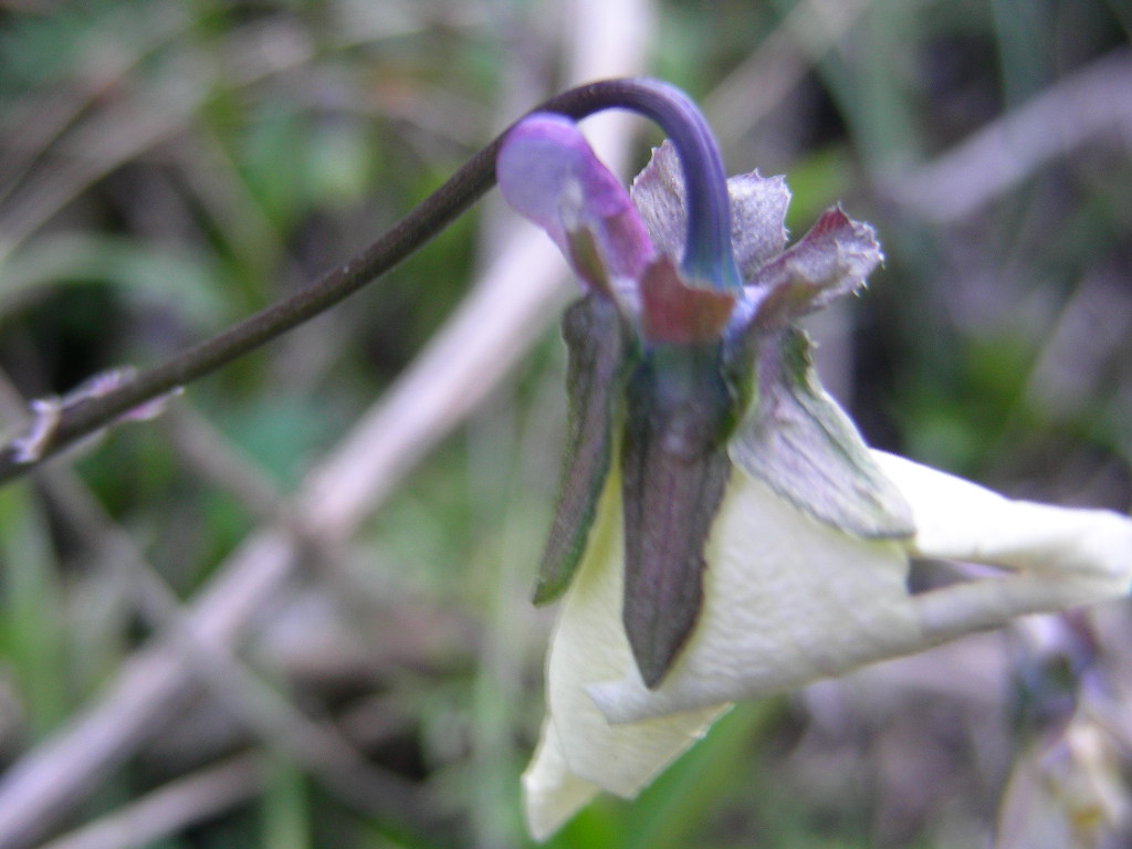 Viola eugeniae